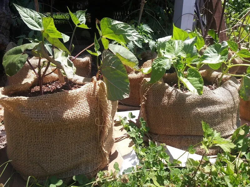 18" x 30" Burlap Potato Sacks (100% Biodegradable)