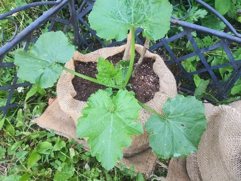 18" x 30" Burlap Potato Sacks (100% Biodegradable)